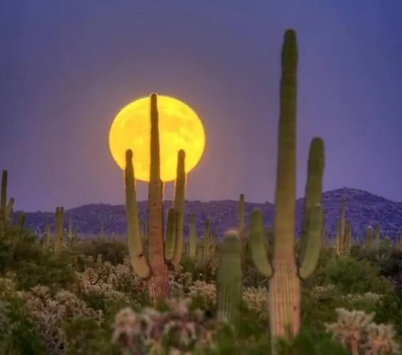 Serene & Secluded - Heart Of The Sonoran Desert Bunkhouse Casita Apartment *