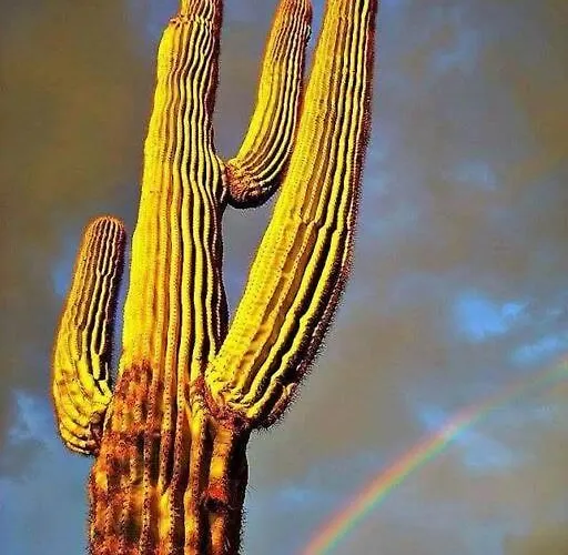 Serene & Secluded - Heart Of The Sonoran Desert Bunkhouse Casita Apartment Scottsdale