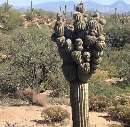 Serene & Secluded - Heart Of The Sonoran Desert Bunkhouse Casita Scottsdale