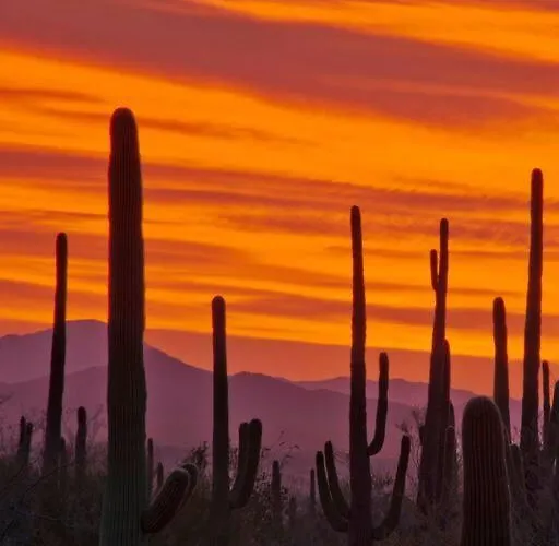 Serene & Secluded - Heart Of The Sonoran Desert Bunkhouse Casita Apartment
