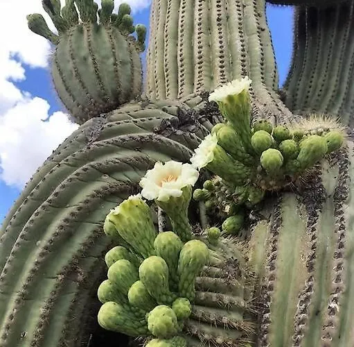 Serene & Secluded - Heart Of The Sonoran Desert Bunkhouse Casita Scottsdale